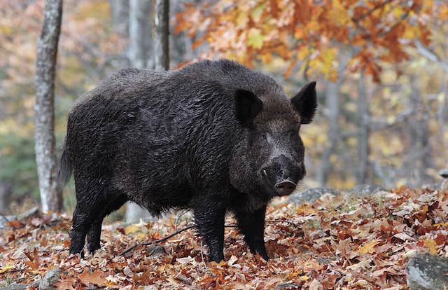 Hog standing in the woods