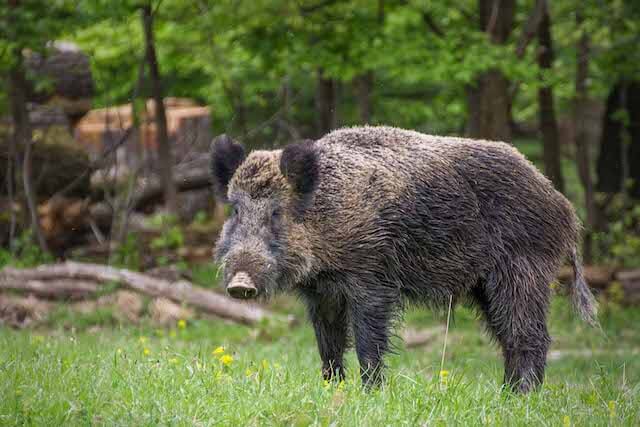 Hog standing in grass